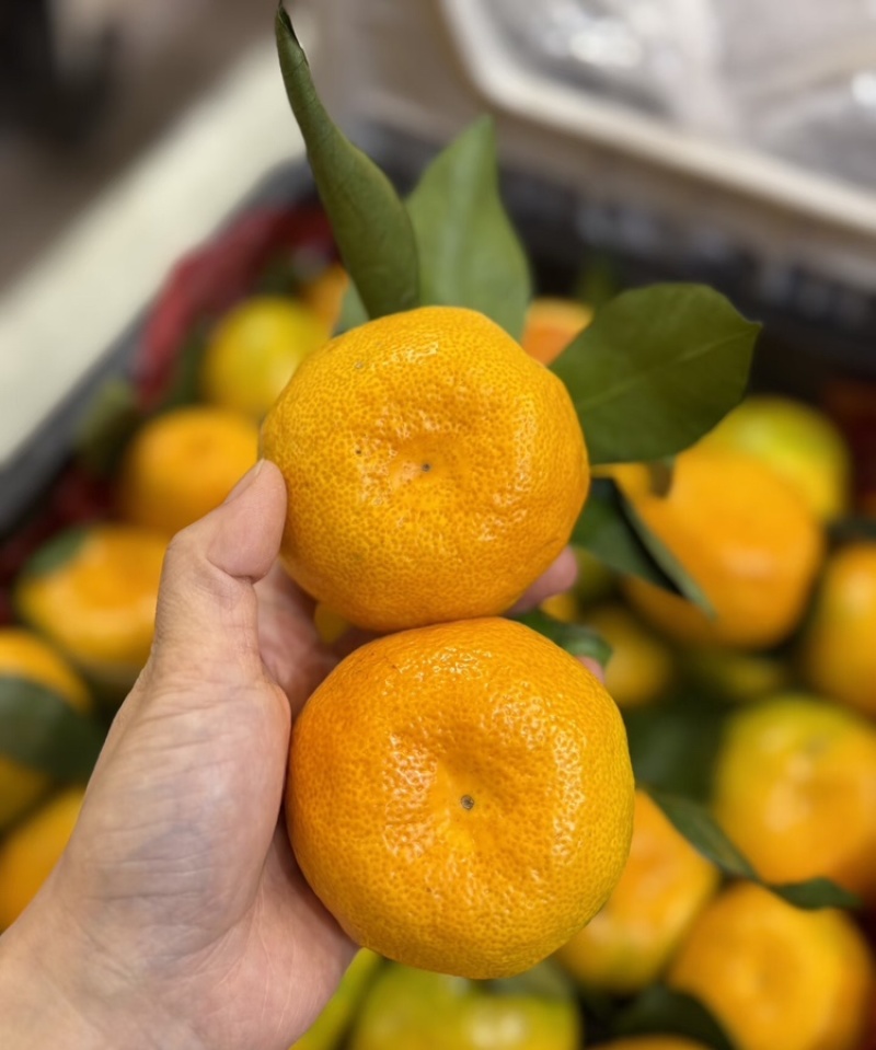 【湖北蜜橘】宜昌蜜橘基地直发量大从优欢迎来电咨询