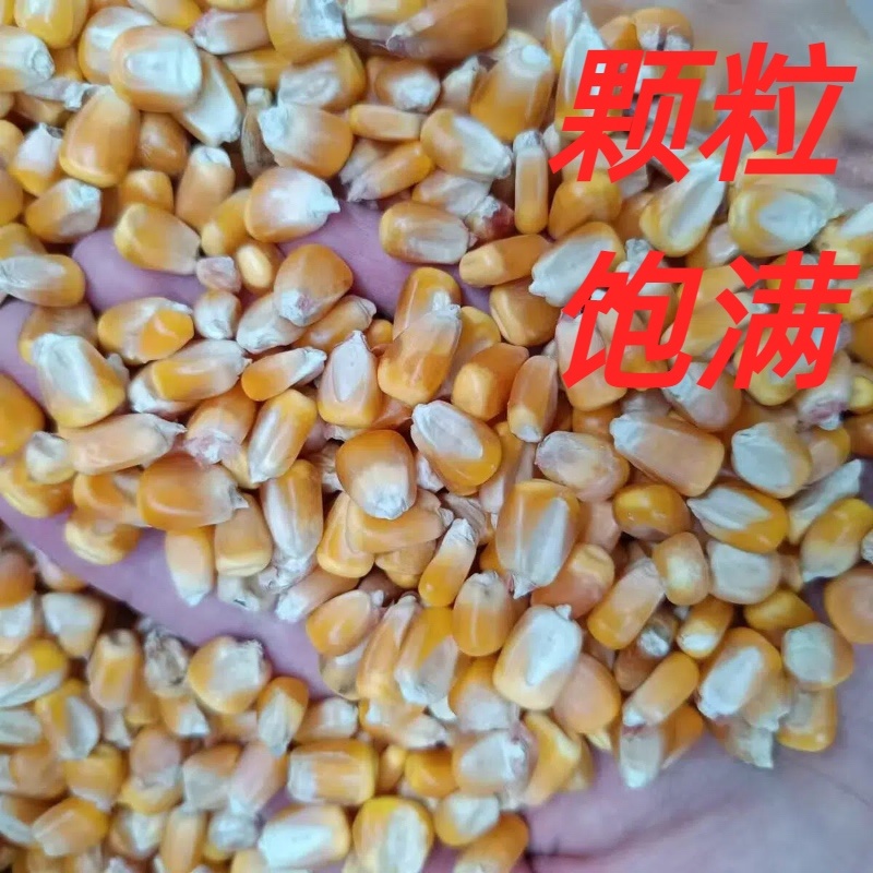 黑龙江农村干玉米粒量大从优颗粘饱满全国发货
