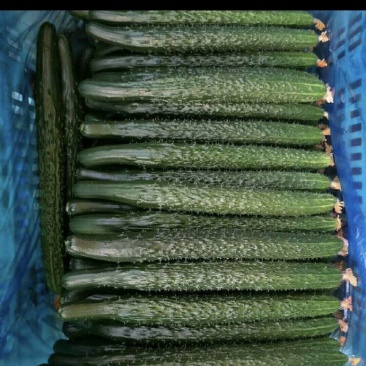 广东密刺黄瓜大量供应市场，电商，工厂，一手货源