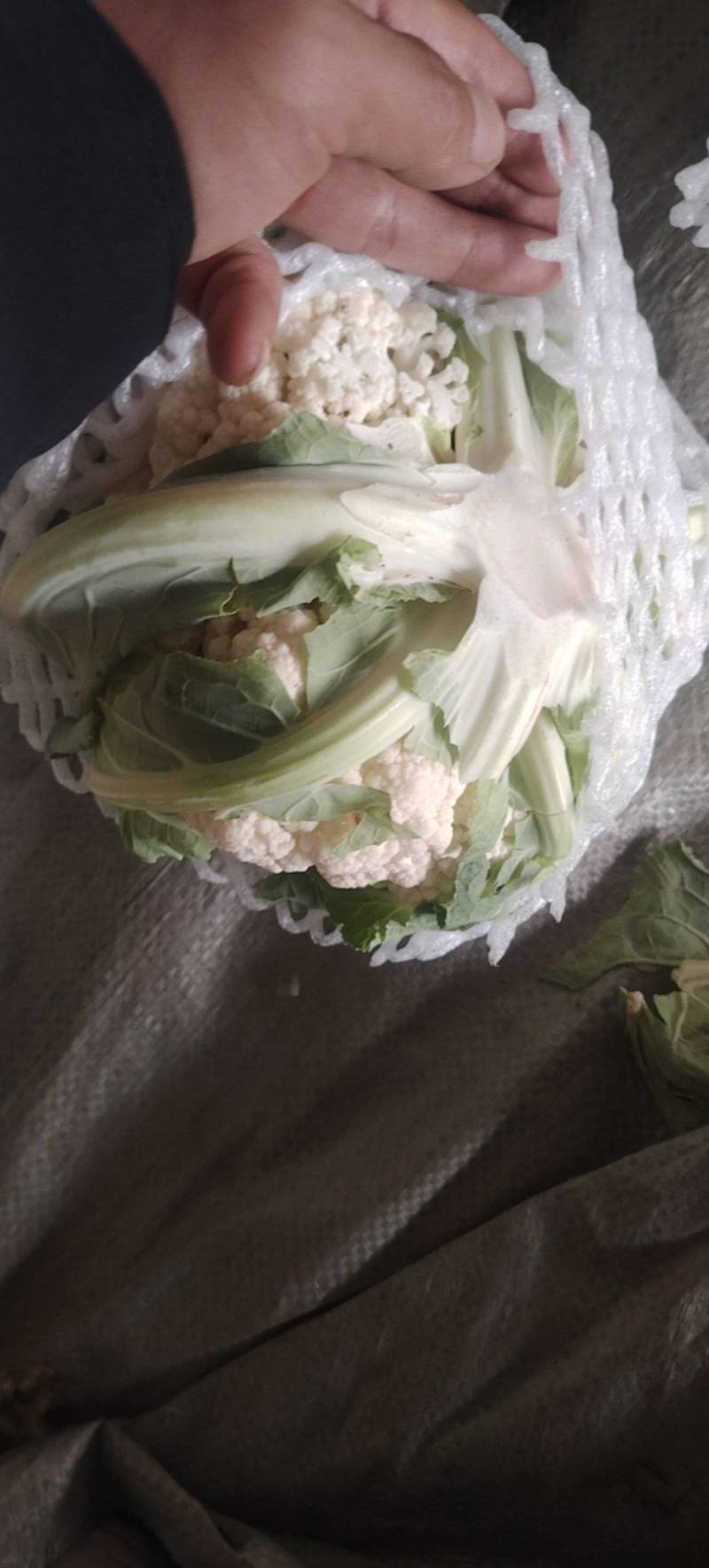 河南安阳内黄实心花菜大量有货