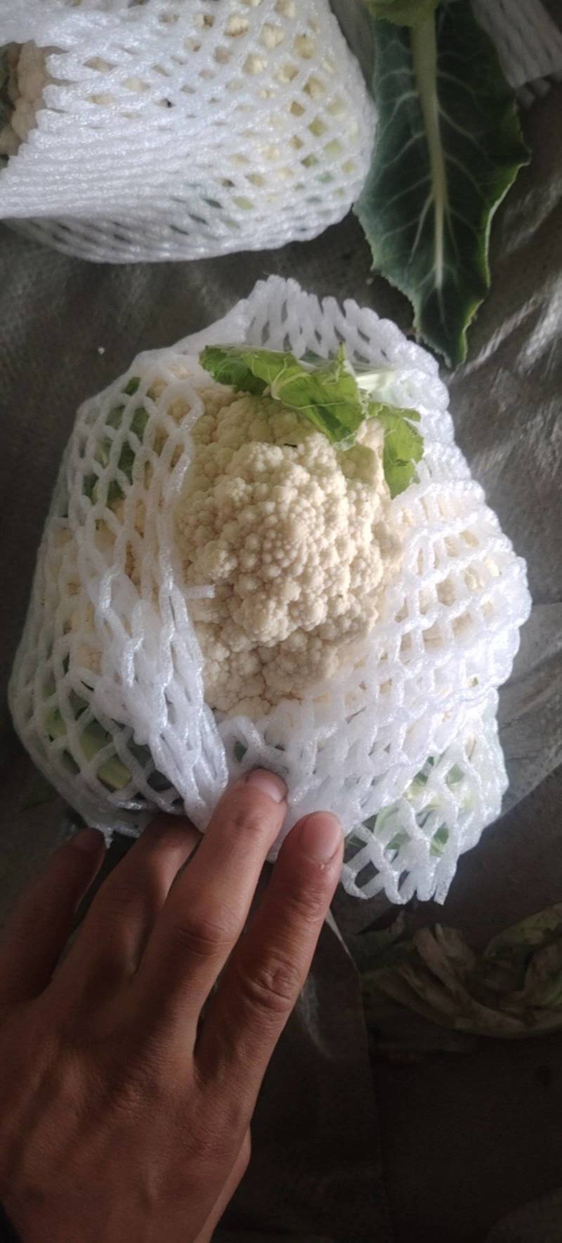 河南安阳内黄实心花菜大量有货