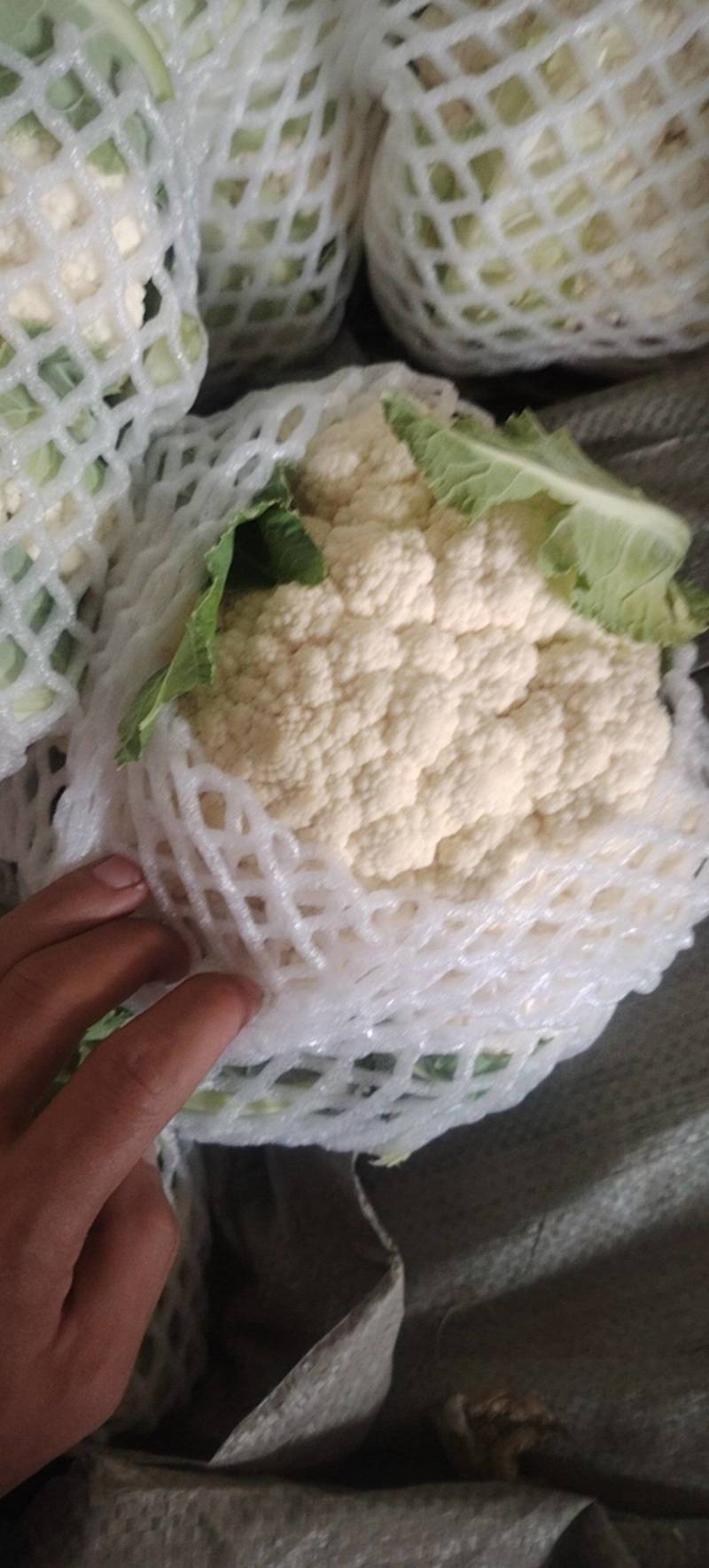 河南安阳内黄实心花菜大量有货