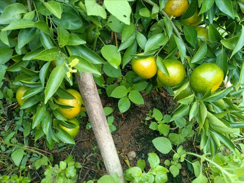 广西精品水果柑橘/茶枝柑/产地直发/量大价优/欢迎咨询