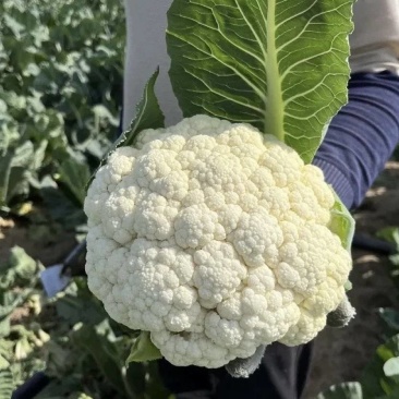 河南安阳内黄实心花菜大量有货
