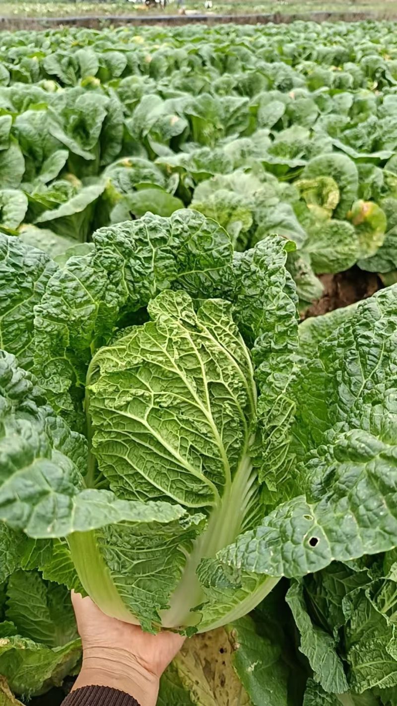 云南高山娃娃菜