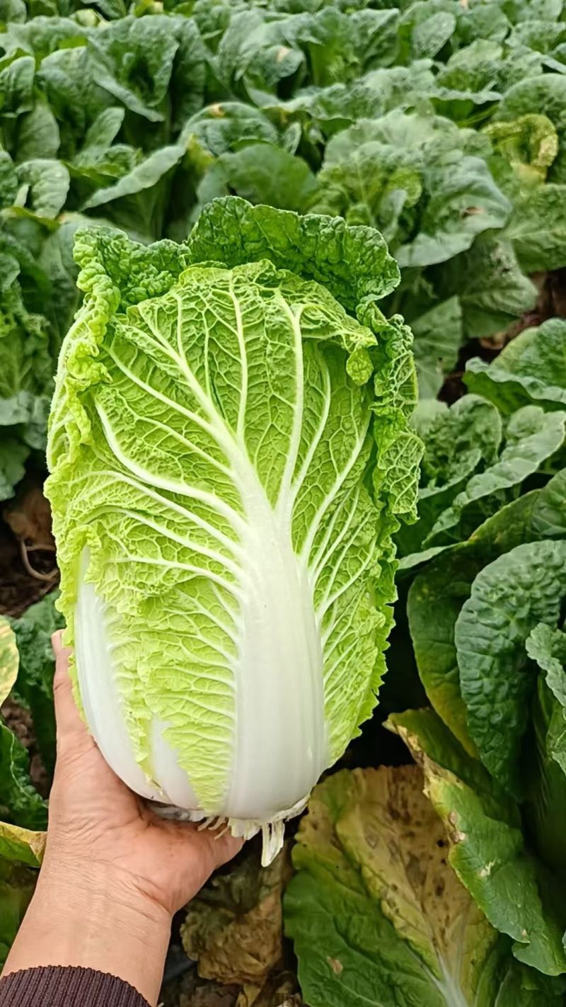 云南高山娃娃菜