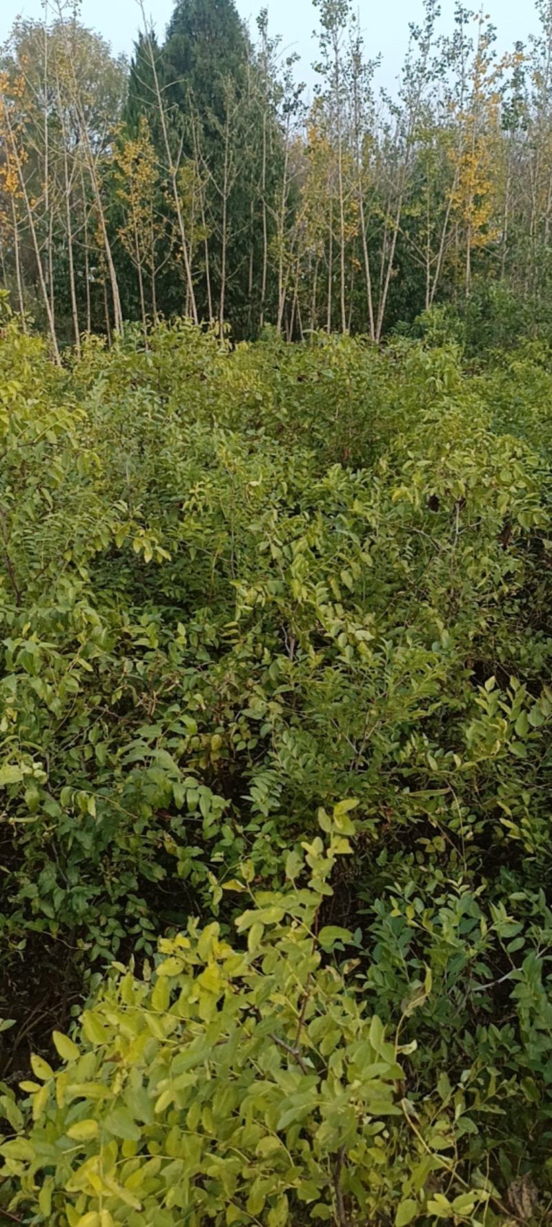 新乡辉县枣树苗/酸枣树苗量大价优/欢迎下单