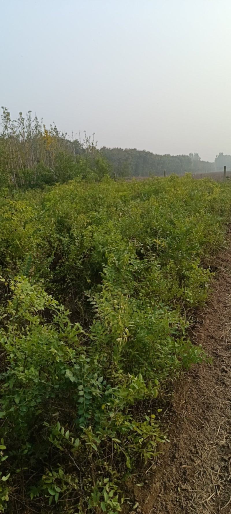 新乡辉县枣树苗/酸枣树苗量大价优/欢迎下单