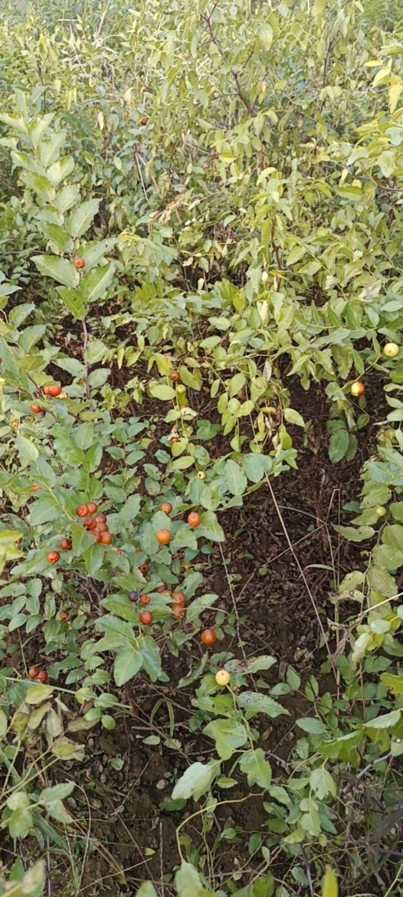 新乡辉县枣树苗/酸枣树苗量大价优/欢迎下单
