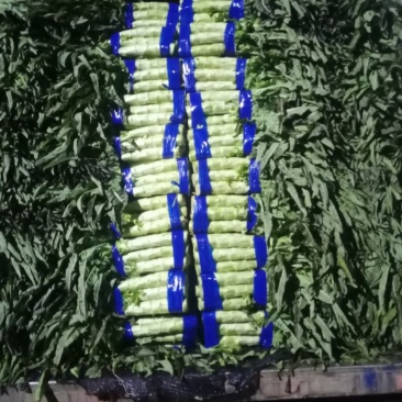 【精品】尖叶莴笋我长度50到60间一手货源！量大从优！