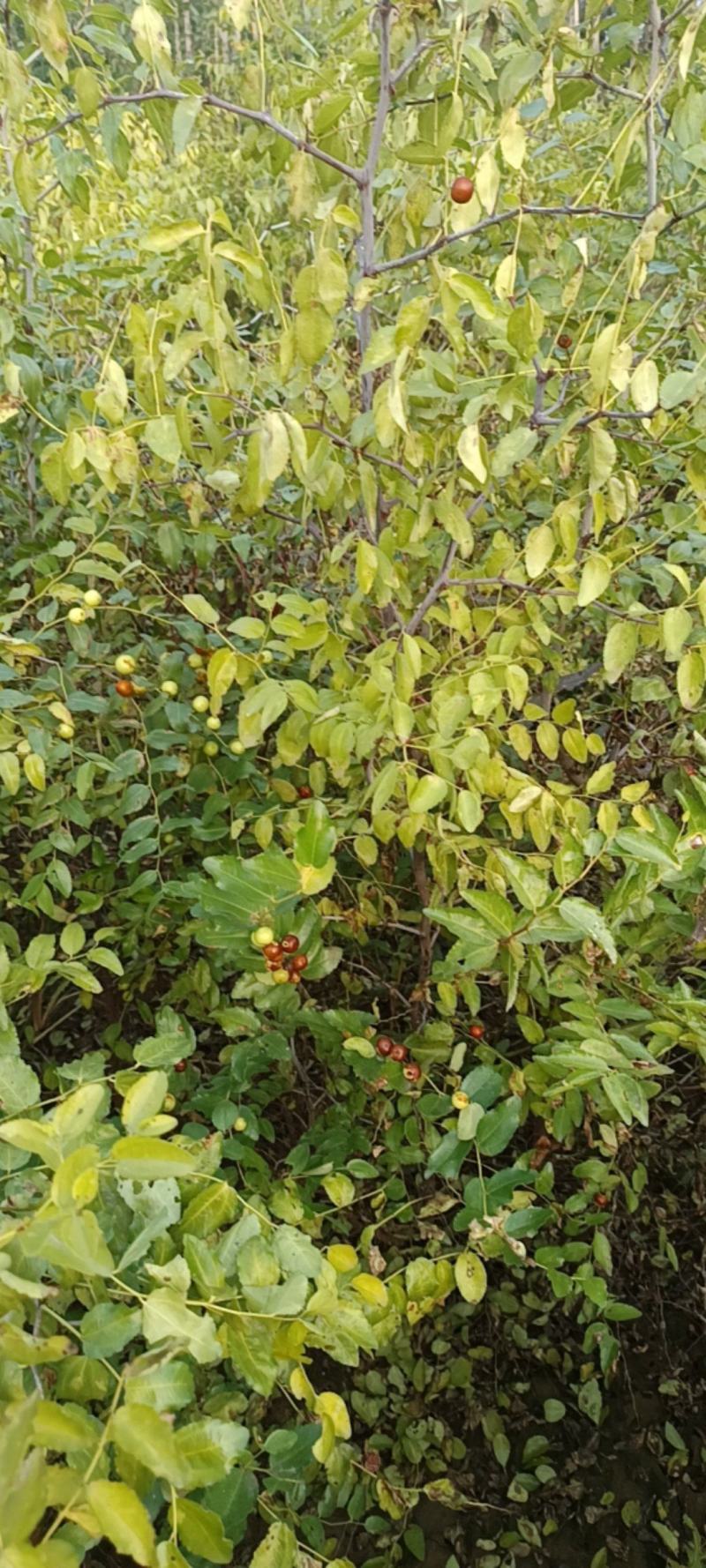 新乡辉县枣树苗/酸枣树苗量大价优/欢迎下单