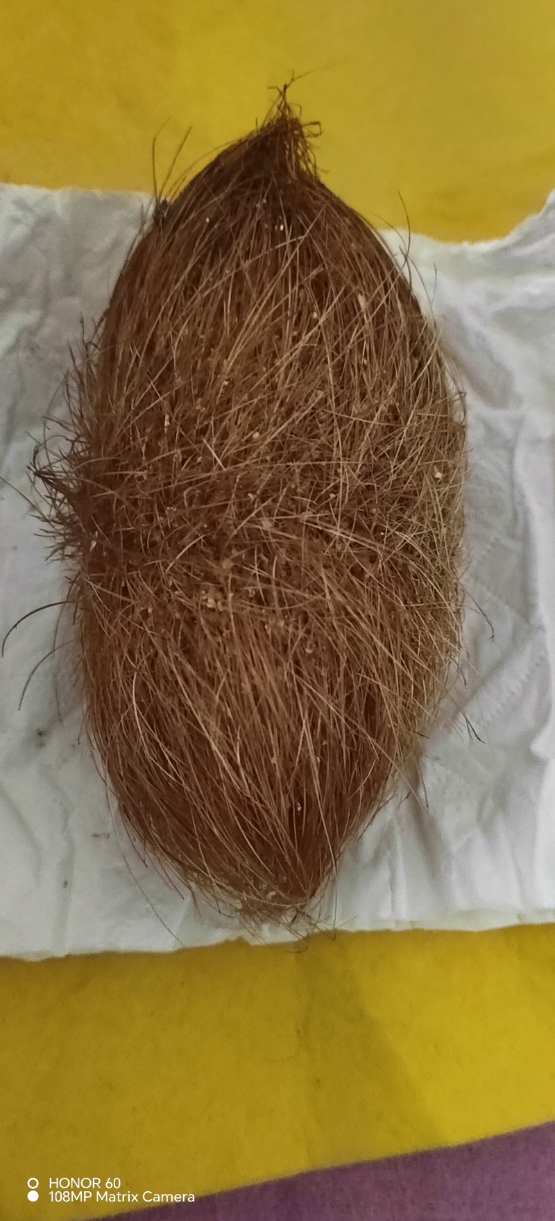优质猪宝药用价值高中药材猪辰砂有需要的老板前来联