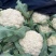 菜花青根白面小米粒