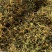 野生金银花，无琉金银花新鲜干货，5斤起批包邮
