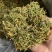 野生金银花，无琉金银花新鲜干货，5斤起批包邮