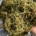 野生金银花，无琉金银花新鲜干货，5斤起批包邮