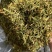 野生金银花，无琉金银花新鲜干货，5斤起批包邮