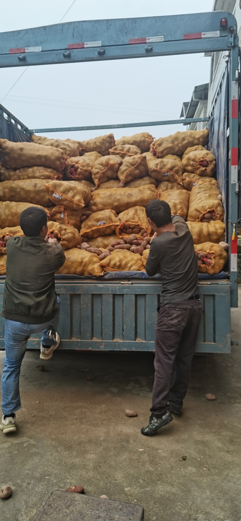 甘肃定西青九精品大果中果