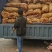 甘肃定西青九精品大果中果