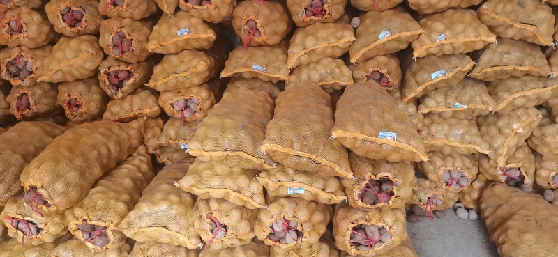 甘肃定西青九精品大果中果