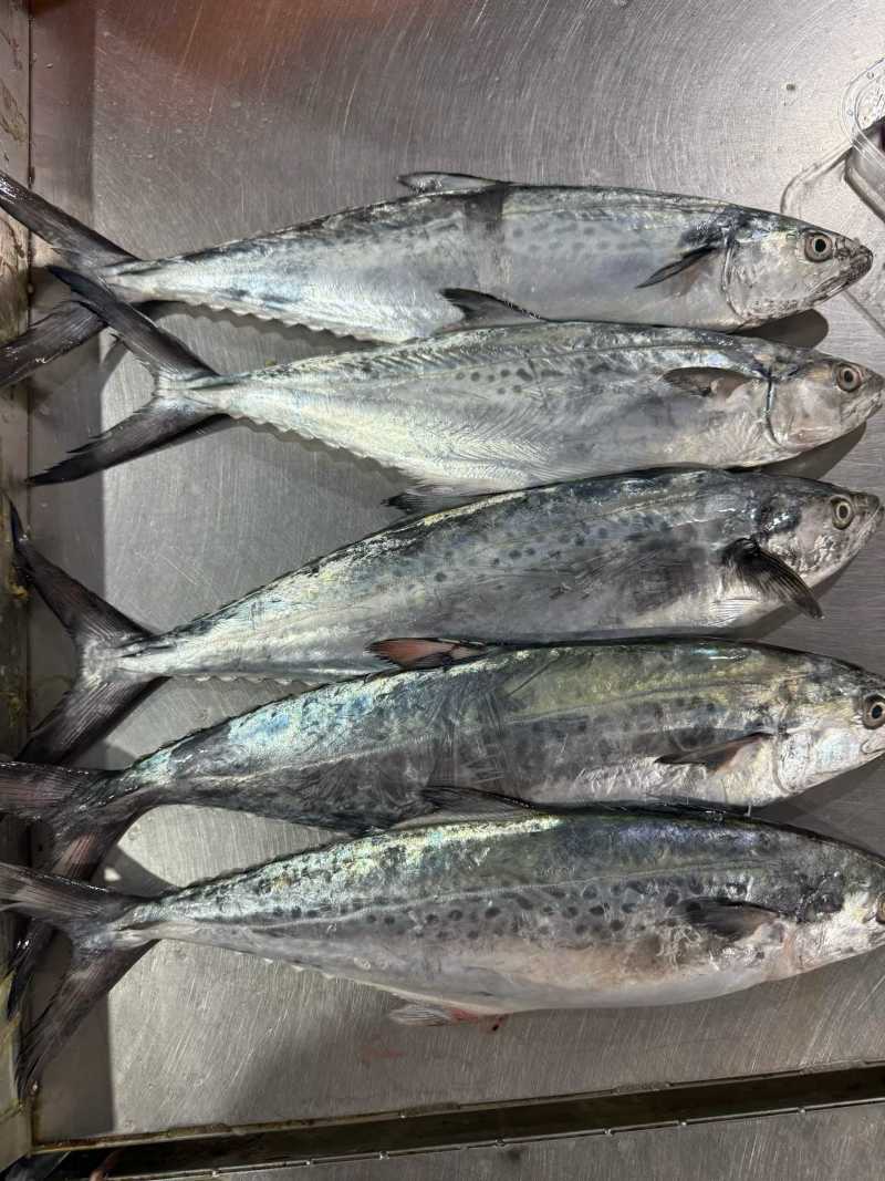 本港白腹马鲛鱼纯肉3-4块，5-6块400g