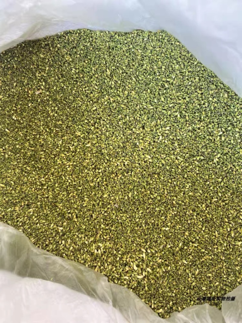 槐米中药材槐花米今年新货颜色鲜亮一手货源