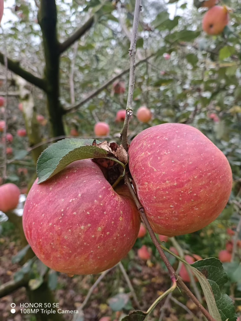 汉源糖心苹果