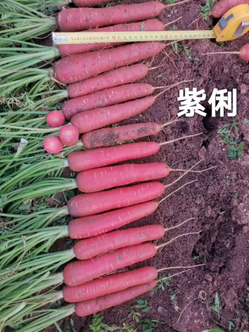 紫俐红胡萝卜种子早熟杂交粉红水果胡萝卜种籽口感脆甜