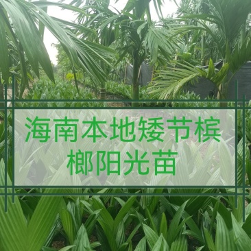 海南本地阳光苗存活率高微我WanTengX