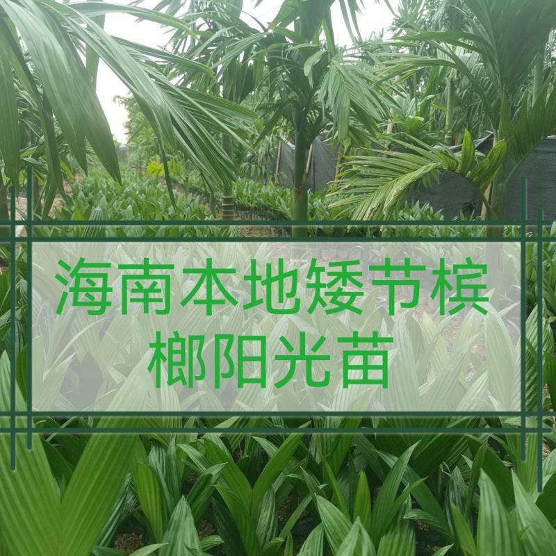 海南本地阳光苗存活率高微我WanTengX