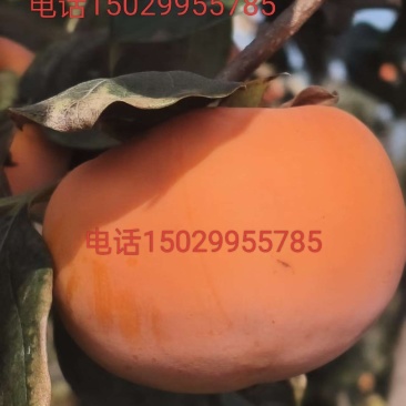阳丰柿子