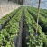 香野草莓，乡野草莓，山东草莓，电商，一件代发！