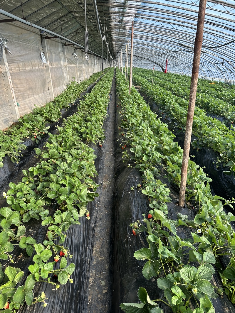 香野草莓，乡野草莓，山东草莓，电商，一件代发！