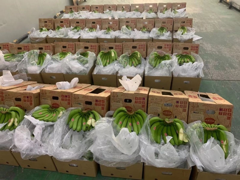 视频看货河口香蕉个头均匀规格齐全云南发货