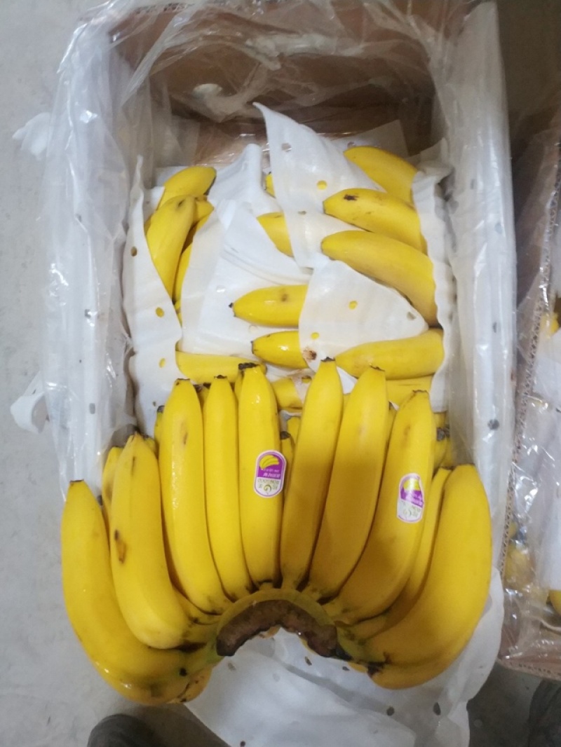 视频看货河口香蕉个头均匀规格齐全云南发货