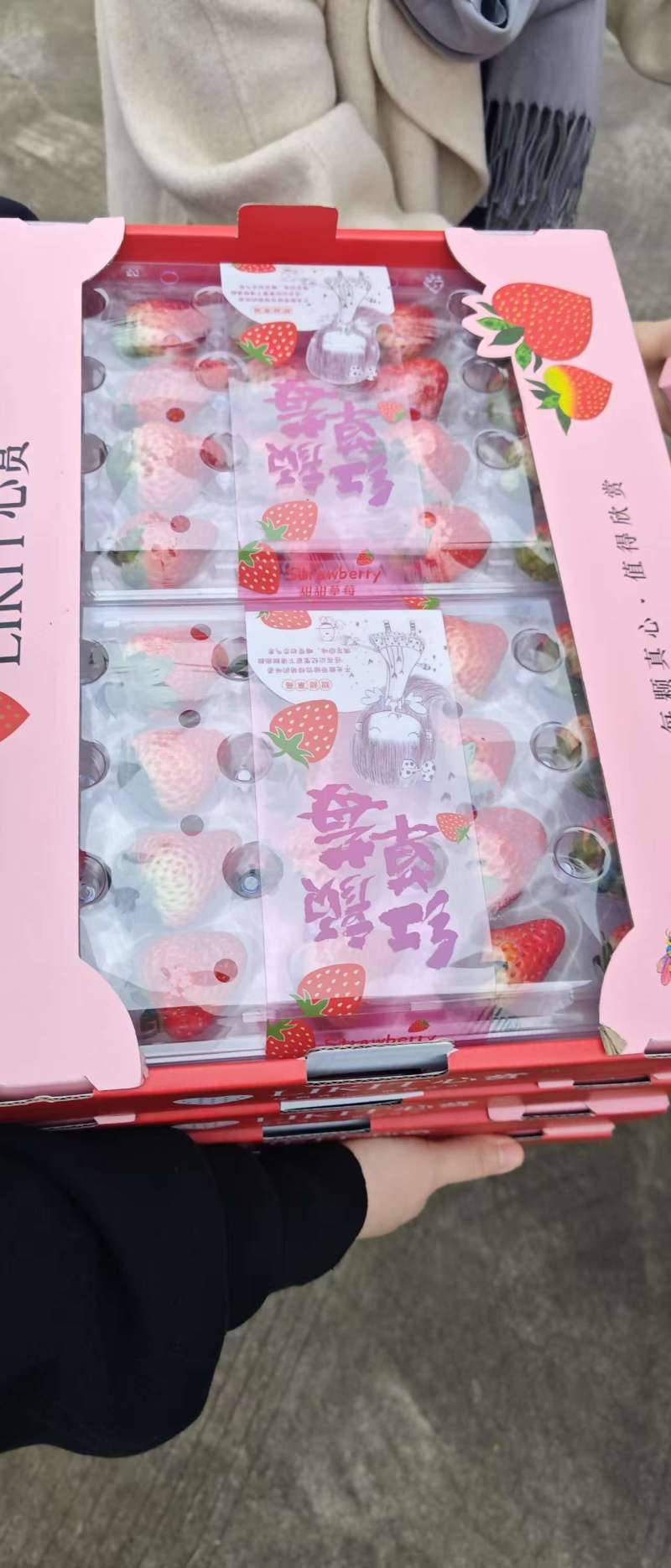 乡野草莓，香野草莓，电商，市场，核心产区支持，一件代发