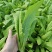 油麦河北石家庄油麦菜大棚种植