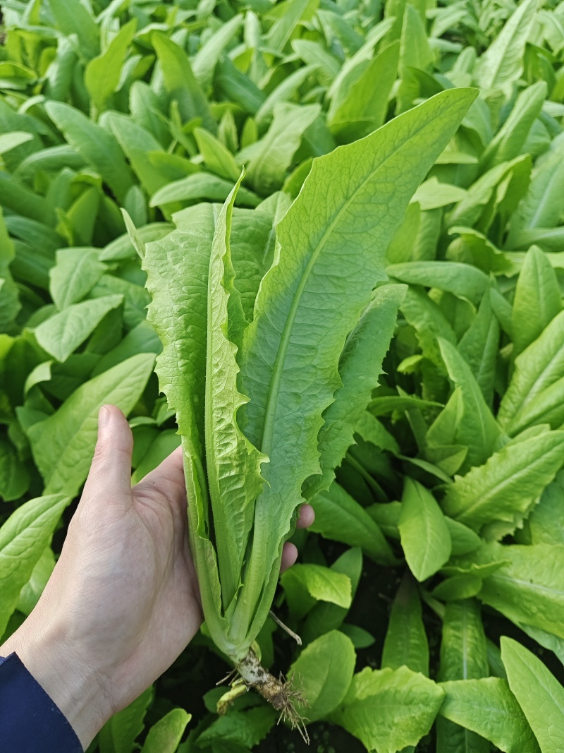 油麦河北石家庄油麦菜大棚种植