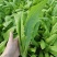 油麦河北石家庄油麦菜大棚种植