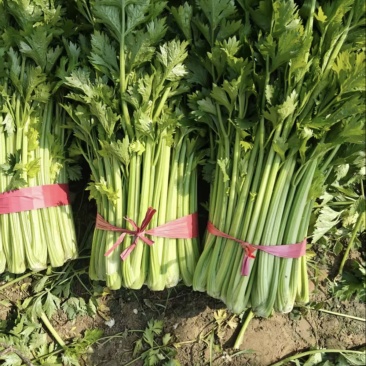 芹菜，新鲜大量上市，现货产地直发品质保证，欢迎来的订购