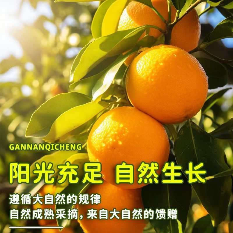 正宗江西赣南脐橙产地一手货源稳定供应市场批发一件代发