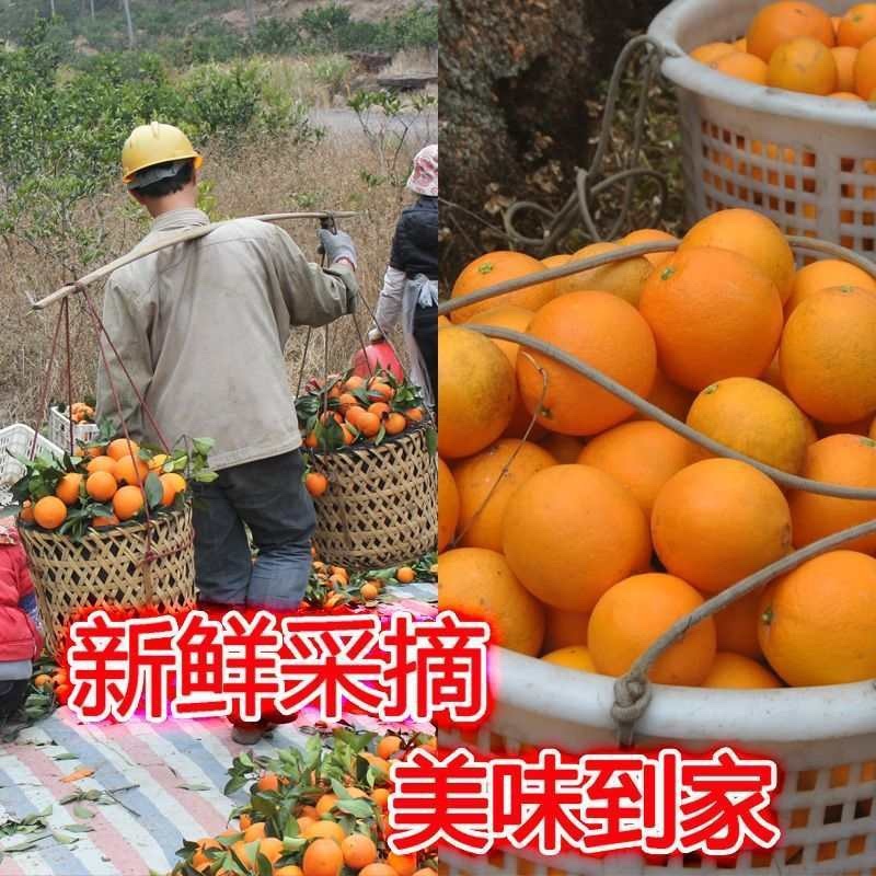 正宗江西赣南脐橙产地一手货源稳定供应市场批发一件代发