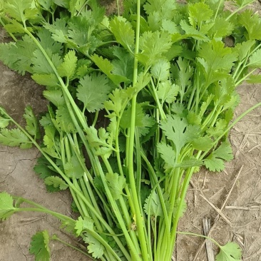 铁杆青香菜，量大有需要的联系，出货中