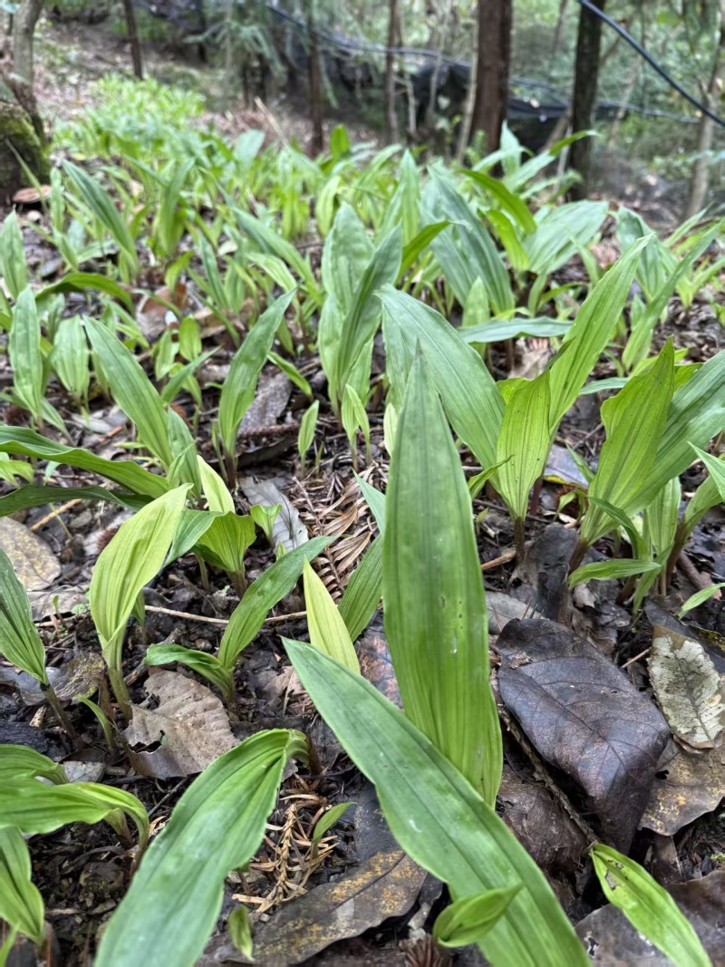 毛慈菇种苗