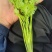 铁杆青香菜，量大有需要的联系，出货中