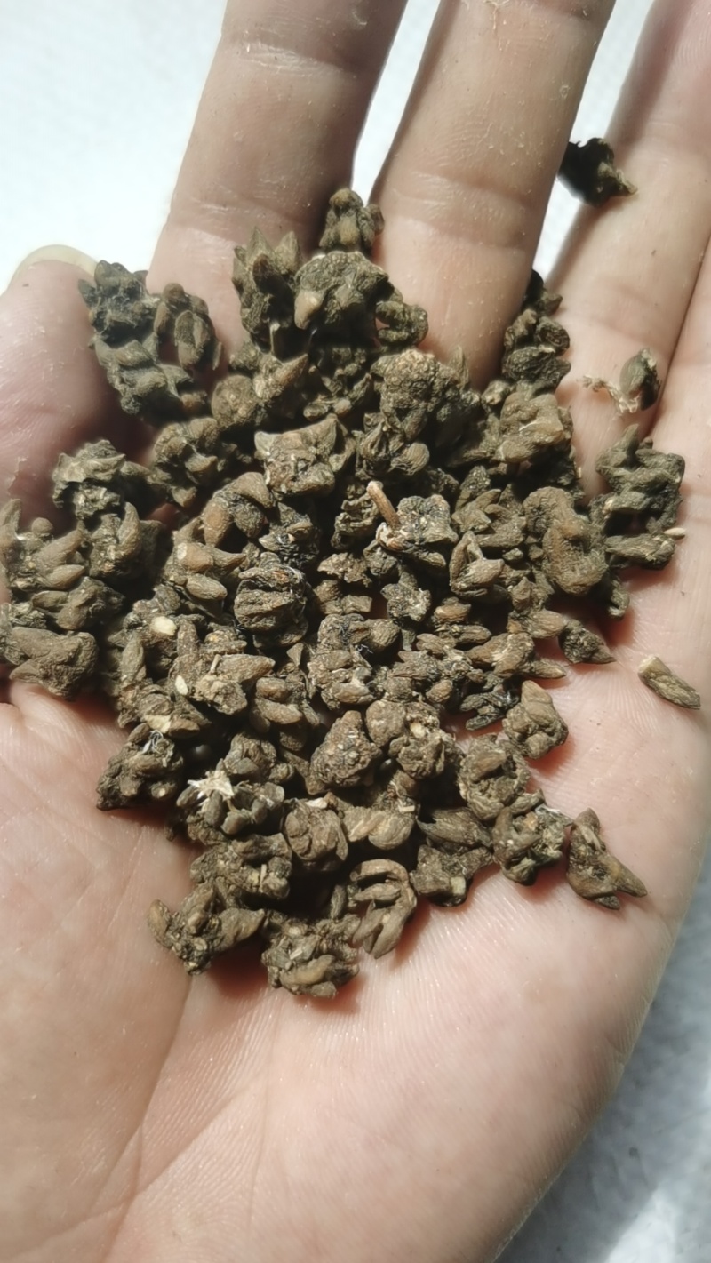 猫爪草各种规格