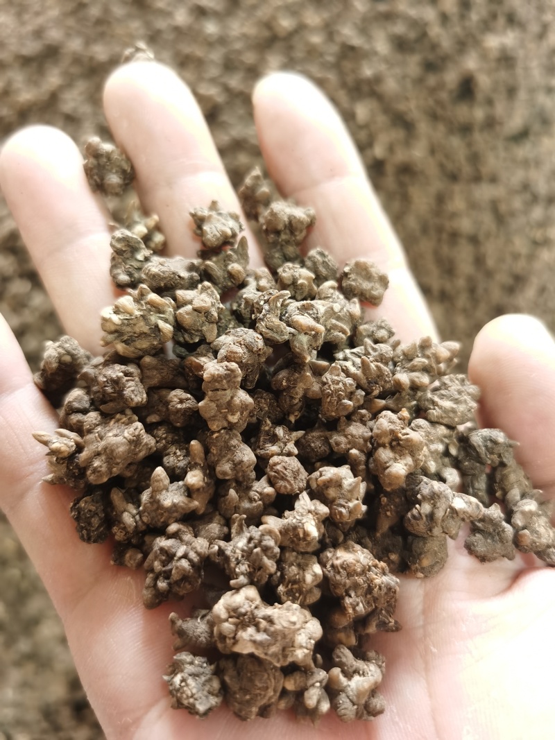 猫爪草各种规格