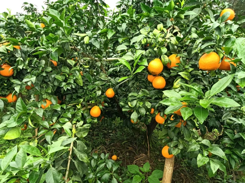 爱媛橙初恋般的甜蜜产地直发保质保量