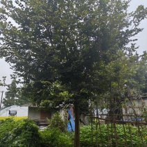 小叶朴树