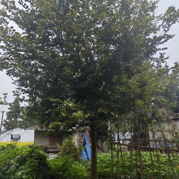 小叶朴树